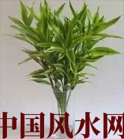 承德十二生肖养什么植物最旺财运？你知道吗！